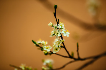 twig blossoming spring apple tree on yellow background