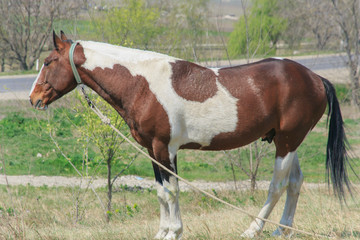 Obraz premium A tethered horse close-up with a beautiful coloring, grazes near the road 