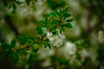 white flowers on apple in spring