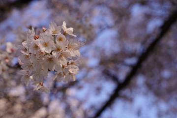 桜　さくら　花　ピンク　春　