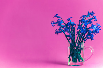 Fresh hyacinth flowers in a small glass, isolated on pink color background with copy space