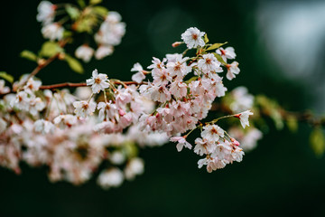 blooming apple tree, pink flowers on the tree