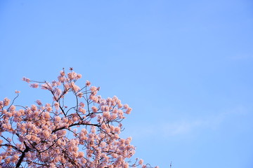 桜　さくら　花　ピンク　春　