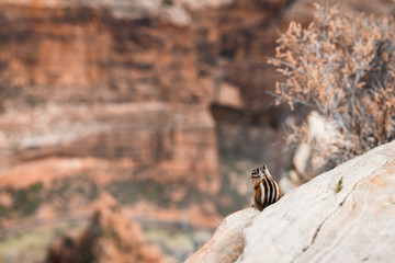 Zion Nationalpark