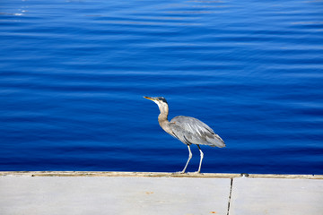 Vancouver, America - August 18, 2019: Grey heron at Vancouver port, Vancouver, America