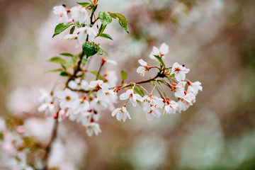 blooming apple tree, pink flowers on the tree