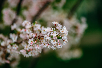 blooming apple tree, pink flowers on the tree