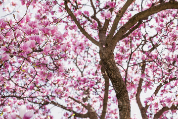 Spring Magnolia Tree Full of flowers Underneath canopy