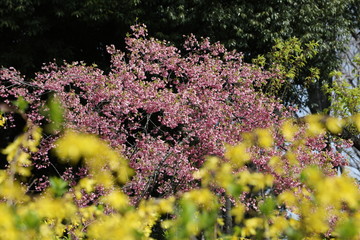 Pink and yellow flower