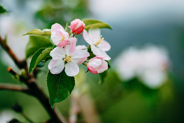 white flowers on apple in spring