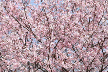 pink cherry blossom