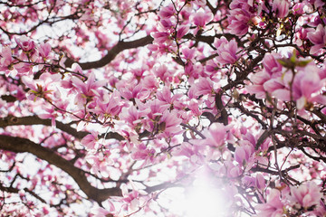 Obraz premium Spring Magnolia Tree Full of flowers Underneath canopy