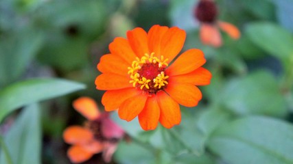 orange flower in the garden