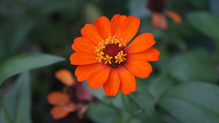 orange flower in the garden