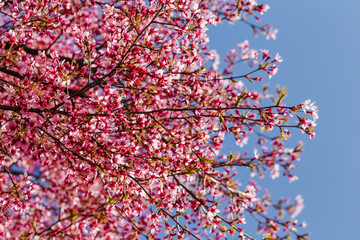 Cherry Blossom Tree Blooming in the Spring