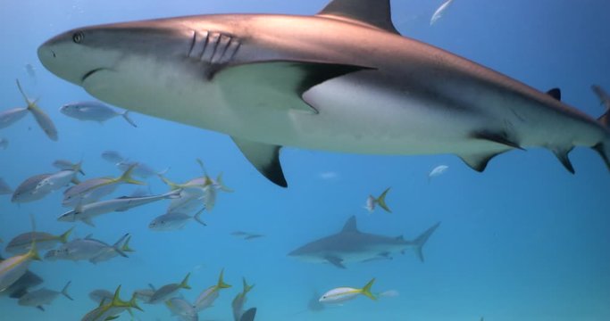 School of sharks feeding on sandy bottom of  famous Tiger beach  Bahamas
