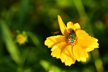 Close-ups of different insects inhabiting wild plants