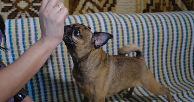 Close-up of female  hands. The hostess playing with a small gray dog of the Griffon breed and feeding it at home on the sofa covered with a colored bedspread. 4K slow motion 50 fps.