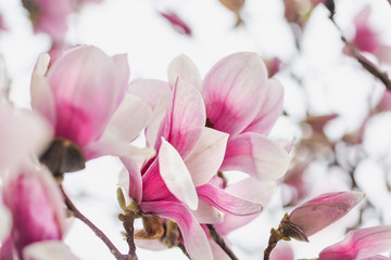 Spring Magnolia Tree Full of flowers Underneath Closeup