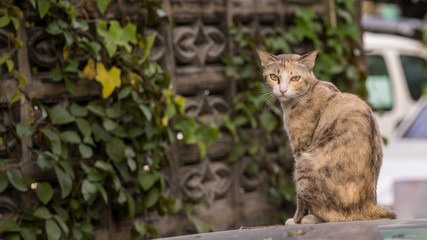 Bangkok homeless cat