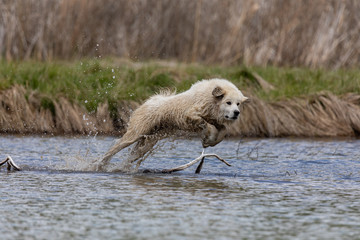 Dog Running in Water