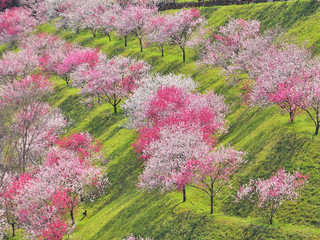 ドライブイン引地橋から眺める花桃