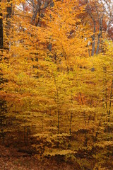 Autumn, foliage, brownish, yellowish, colors,  season, orange, 