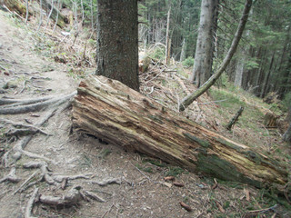 old tree trunk in the mountains