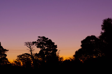Fototapeta na wymiar silhouette of tree at sunset