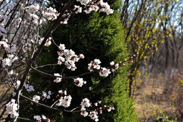 In spring, against a blue sky. A view of the city park in full bloom