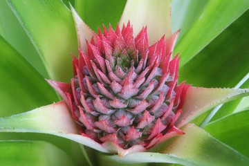 Red pineapple flower on natural green leaves background, closeup