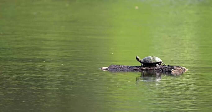 turtle riding a log