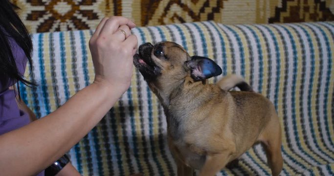 Close-up of female  hands. The hostess playing with a small gray dog of the Griffon breed and feeding it at home on the sofa covered with a colored bedspread. 4K slow motion 50 fps.