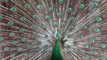 Fototapeta premium Pavo real color verde y cafe con su plumaje de la cola extendido