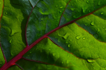 Close-up view green and red pattern of vegetable leaf