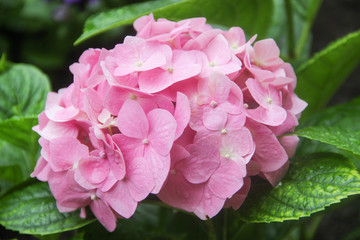 pink hydrangea flower in the garden