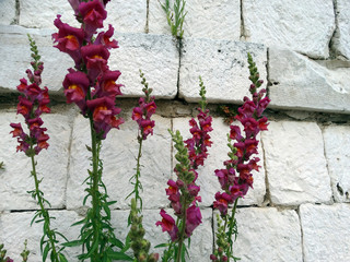 Fototapeta na wymiar bright pink raspberry large inflorescences of antirrhinum majus growing in crevices of a stone wall