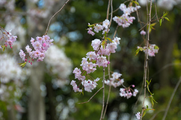 枝垂れ桜