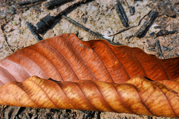 some close up of brown leaf over summer season
