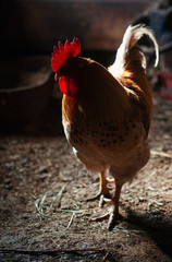 Village rooster in old rustic wooden barn