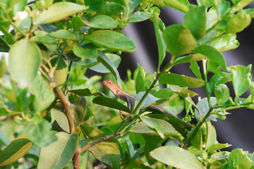 Chameleon hiding in the lemon tree.