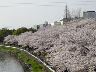 桜