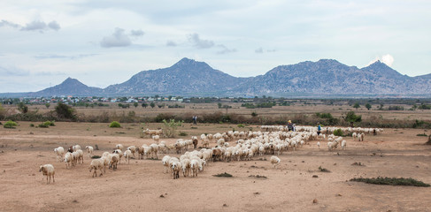 Sheep breeding in Ninh Thuan, Vietnam. This is the most sheep breeding place in Vietnam