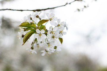 cherry tree blossom