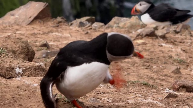 Puffins on a cliff cute and funny animals sea birds on cliffs UK 4K