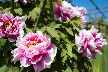 Fototapeta premium 青空に咲く牡丹