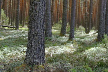 Fototapeta premium forest in autumn