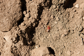 red ant in the dirt