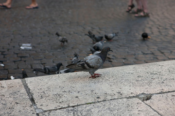 Obraz premium pigeons in the city