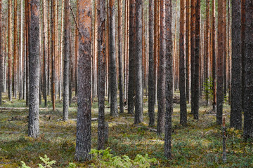 Obraz premium autumn forest in the morning